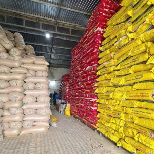 Top 3 giống lúa chất lượng cao được bà con Đồng Tháp tin dùng năm 2025